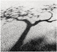 Tree Shadow / L'Ombre d'un arbre