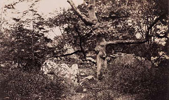 Chêne rogneux près du carrefour de l'Épine. Le Gray.