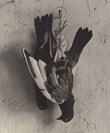 Emmanuel Sougez, Nature morte aux pigeons