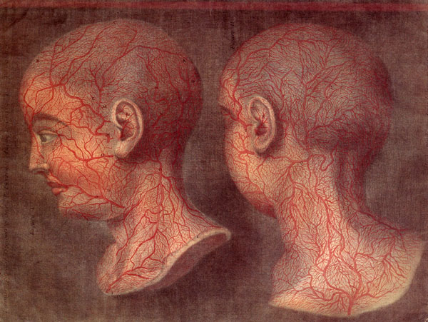 Anatomie de la tête en tableaux imprimés...