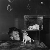 Puppies in fishtanks