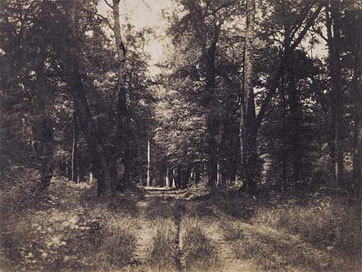 Sous-bois au Bas-Brau. Le Gray. 