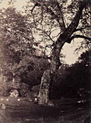 Fontainebleau.  tude d'arbre dans une clairire