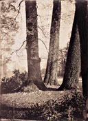 Fontainebleau. Étude de troncs