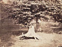Fontainebleau. Hêtre