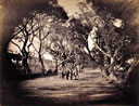 Promenade de Choubra (Caire)