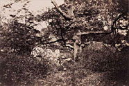 Fontainebleau.  Chne rogneux prs du carrefour de l'pine