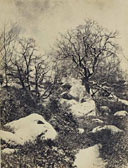 Arbres et roches sous la neige. Cuvelier. 