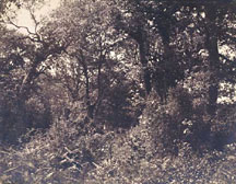 Verdure. Cuvelier. 