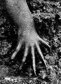 Patte d'iguane
